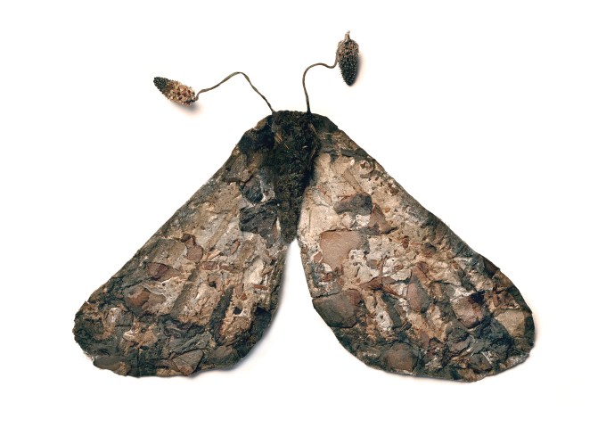 Clouded Bordered Brindle (Apamea Crenata)