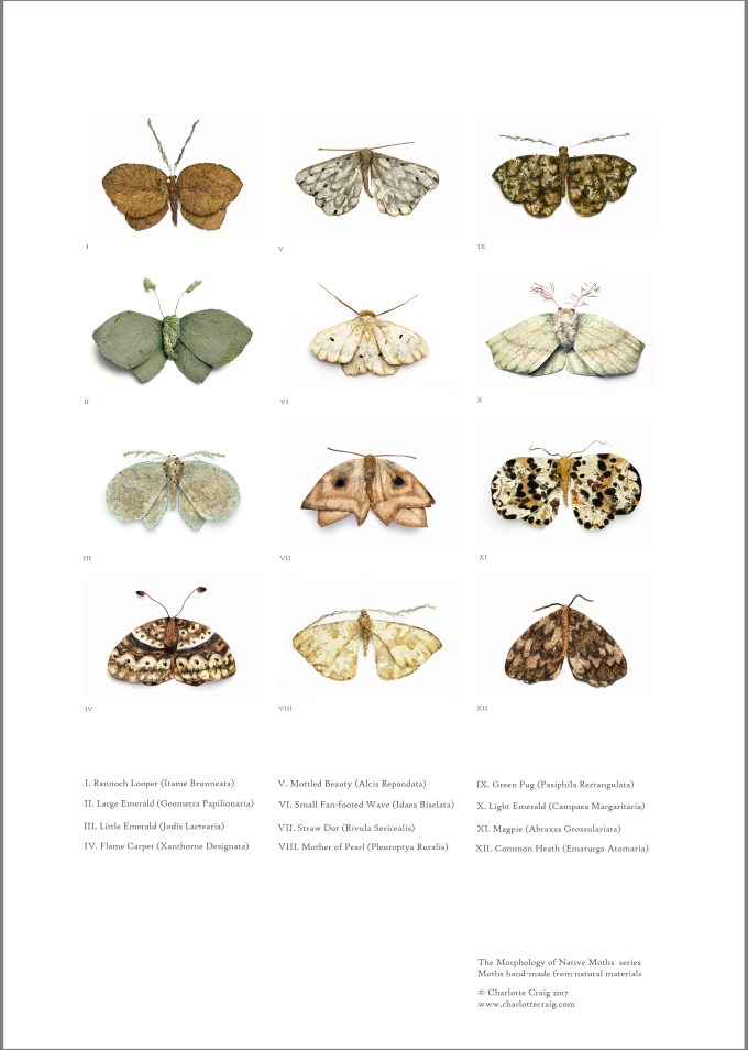 Moth Catalogue Poster for web